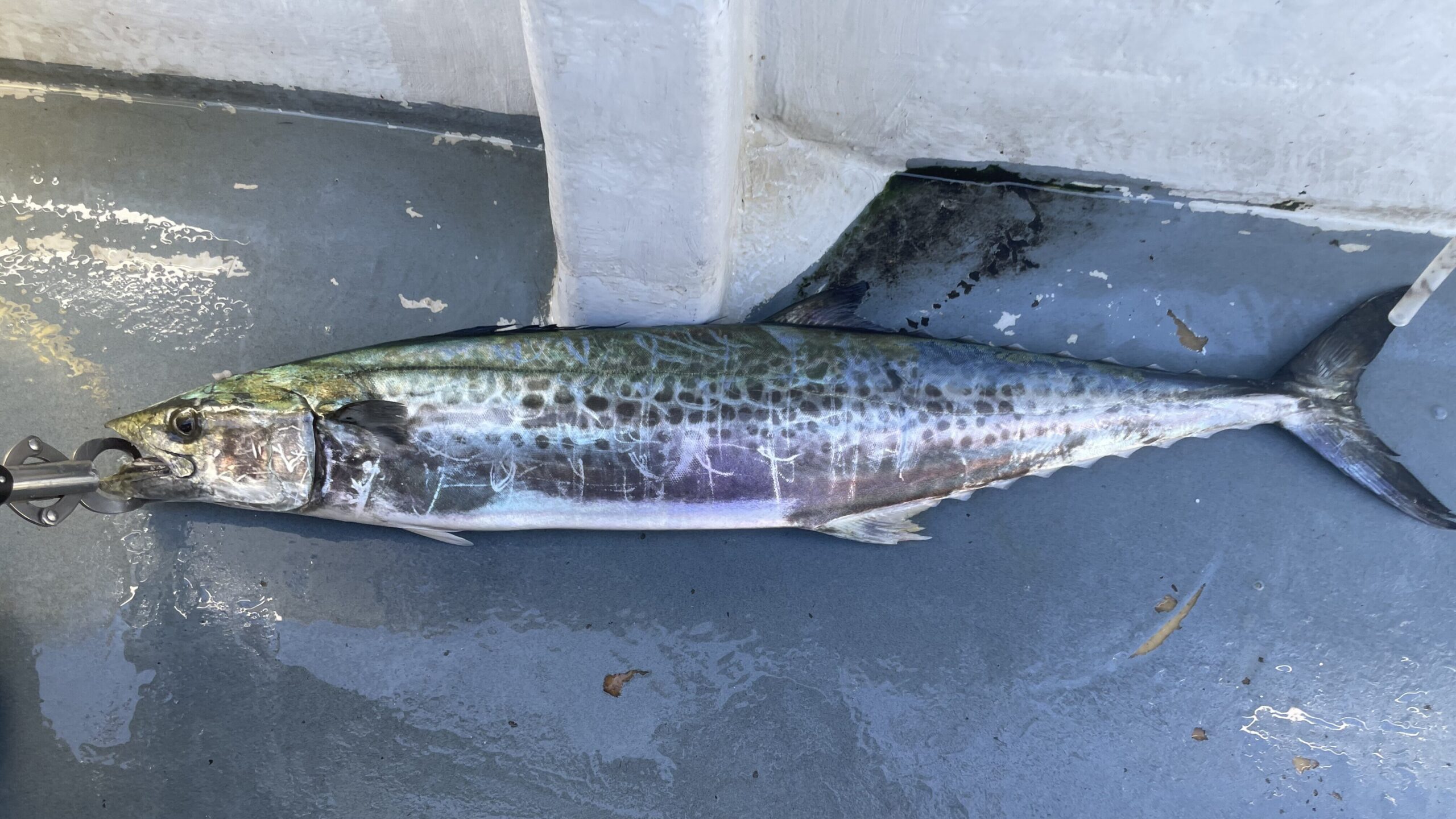 Sawara, or Spanish mackerel