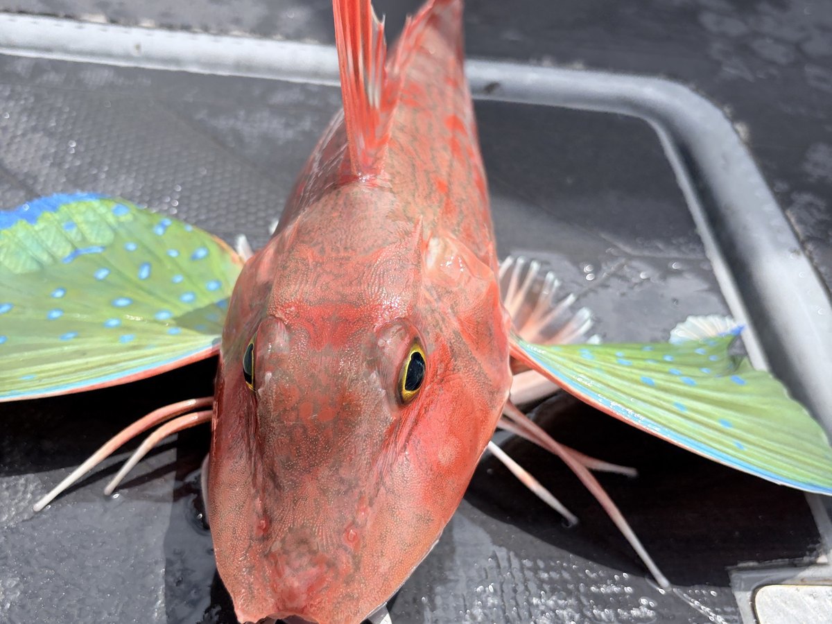 A gurnard on deck with its blue-green pectoral fins spread