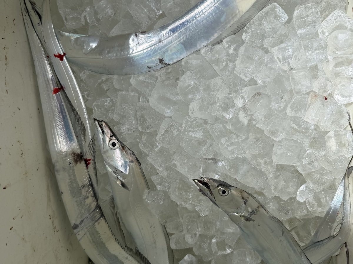 Hairtail on ice in the boat box, caught on Osaka Bay in September